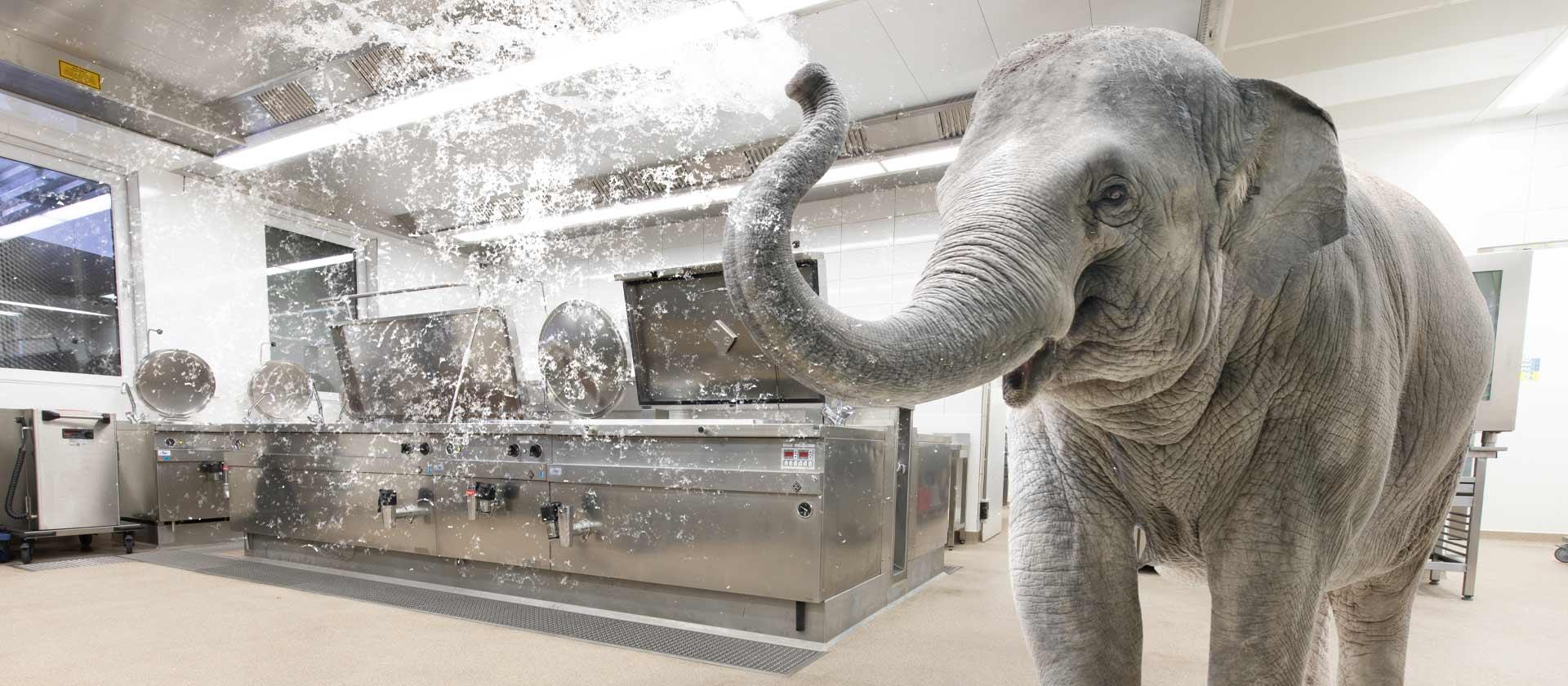Inside Plan Küche mit Elefant